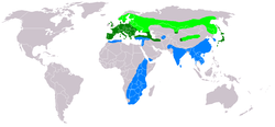 Buteo buteo dis.PNG